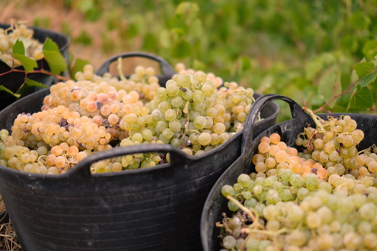 Estamos xa de vendima no Ribeiro, por iso é un momento ideal para contar como era este traballo nas viñas e adegas do Pazo do Conde en Alongos (#Toé) durante a posguerra. Así o lembraba Gonzalo Rodríguez Pérez (natural de Freixendo), que fora caseiro do pazo. 

Segue⬇️⬇️