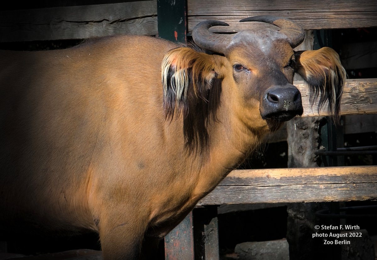 wirthstef's tweet photo. #Congobuffalo #Syncerus #nanus is in modern systematics considered an own species in a clade with S. #caffer and two other species. Living in partly separate areas of west/central Africa,the #endangered #buffalo prefers openforests.Biology still almost unknown© SFWirth #ZooBerlin https://t.co/dUVPXqShfL