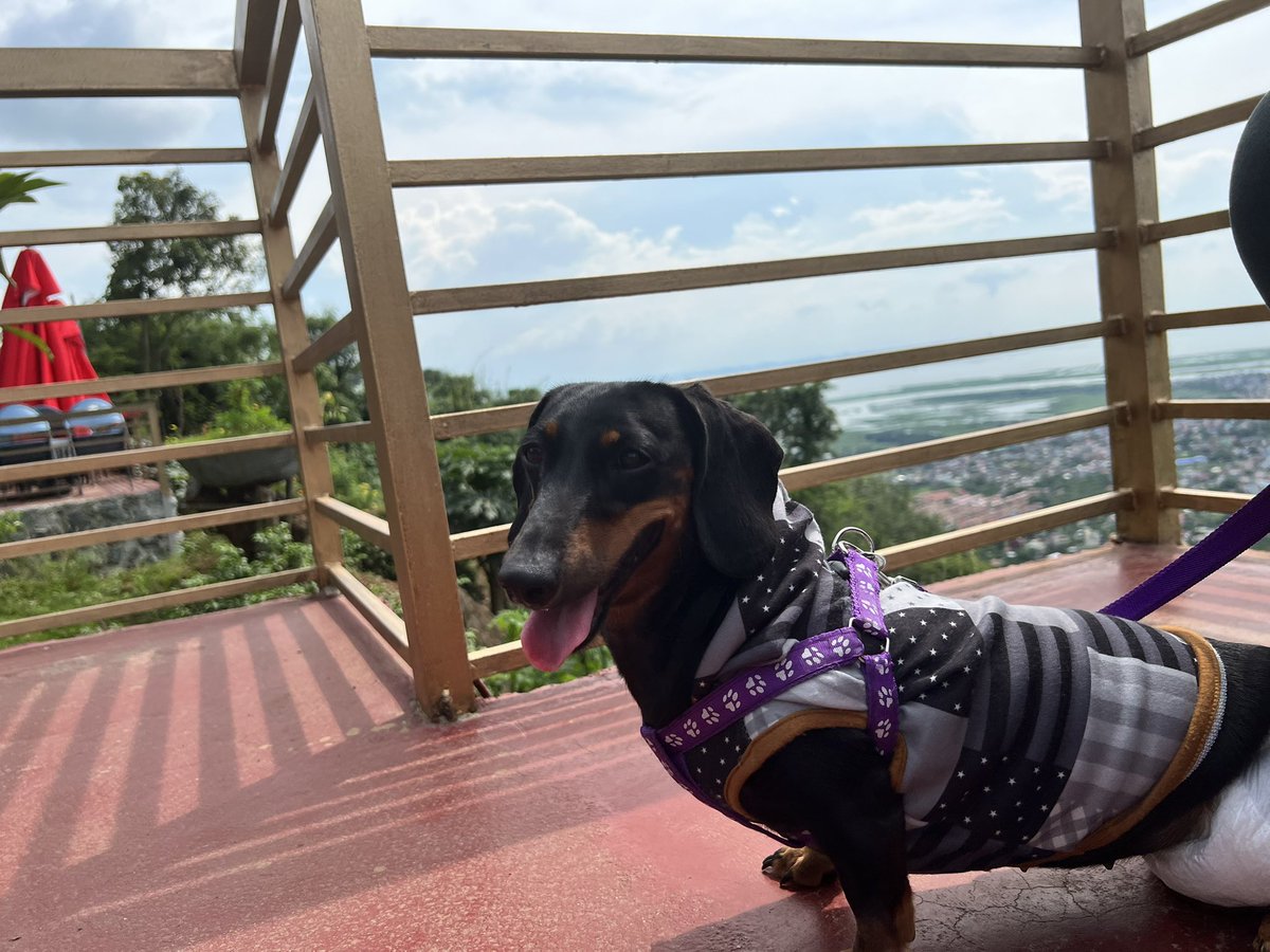 yoe_gurt's tweet photo. Great day! I am glad that I was able to spend it with my mum and fur baby.. #Dachshunds #specialday #travel https://t.co/3nynD3mMQz