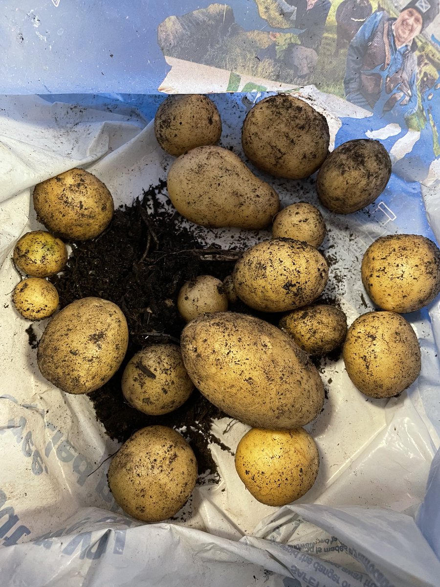 DandelionScot's tweet photo. Over 400 schools, from Uist to the borders are hosting a harvest, celebrating the culmination of the growing season with food which theyโve grown. Make sure to tag us in your pictures and hashtag #DandelionHarvest!
๐ธ @GroveEco @Heriotpssbc @torphichen_ps https://t.co/eIap1x9qpR