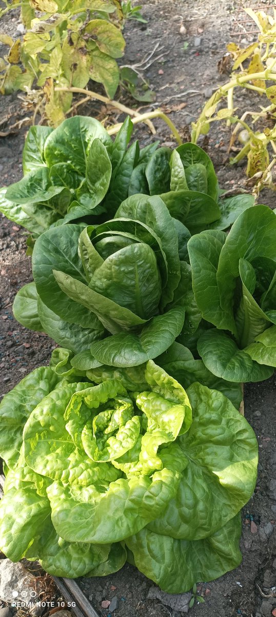 DandelionScot's tweet photo. Over 400 schools, from Uist to the borders are hosting a harvest, celebrating the culmination of the growing season with food which theyโve grown. Make sure to tag us in your pictures and hashtag #DandelionHarvest!
๐ธ @GroveEco @Heriotpssbc @torphichen_ps https://t.co/eIap1x9qpR