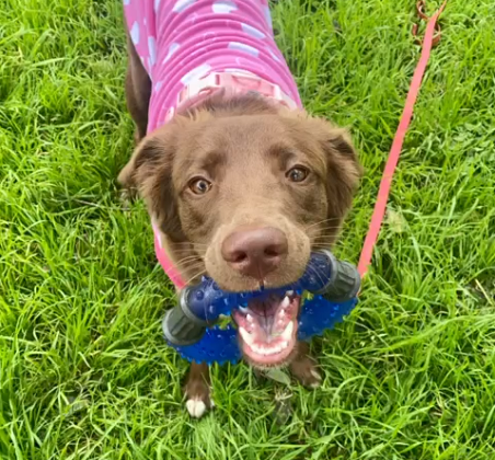 SuperPet_pe's tweet photo. Te dejamos una Nala juguetona para aliviar no haber conseguido entradas para #Coldplay 🥺 #dogsoftwitter https://t.co/Kf4zq9uthS