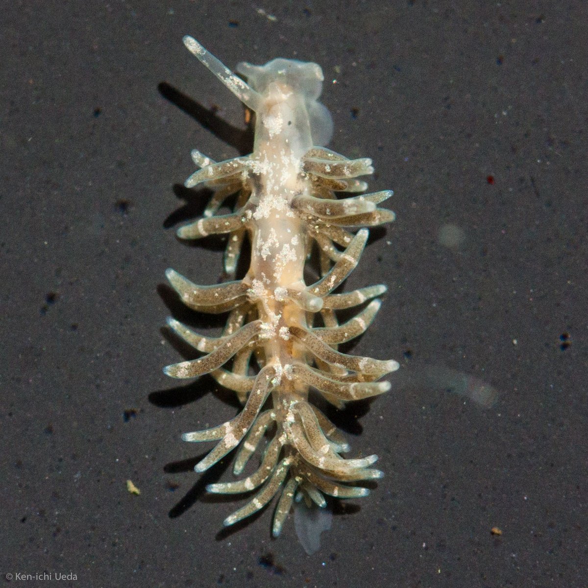 SERCinvasions's tweet photo. #InvaderABCs N is for Nudibranch! Cuthona perca, the Lake Merritt Aeolid, has been reported from lagoons, estuaries, and harbors in warm-temperate to tropical regions and is often found on rocks, piers, floating docks, and boat hulls. 📷Ken-ichi Ueda https://t.co/a601rpIwlG https://t.co/nkGUKiCNkJ