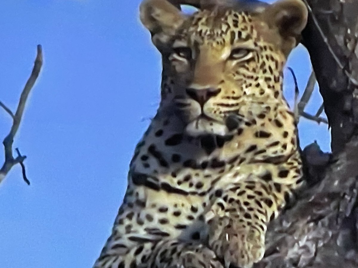 REVOLP's tweet photo. Pixie Pan leopardess #Wildearth #ChrisPanda https://t.co/lKGqaJN46k