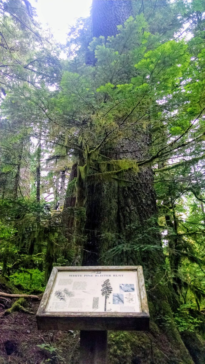 rebecca_lodell's tweet photo. Happy #thicktrunktuesday everyone! #WhitePine #DeceptionFalls #WashingtonState @keeper_of_books @Melshenny1 @friends_trees @arborsmarty @KLovesNature @ThePhotoHour @mathilebrandts @DonKTeigen @amyontwitt https://t.co/QFSFN2uf7F