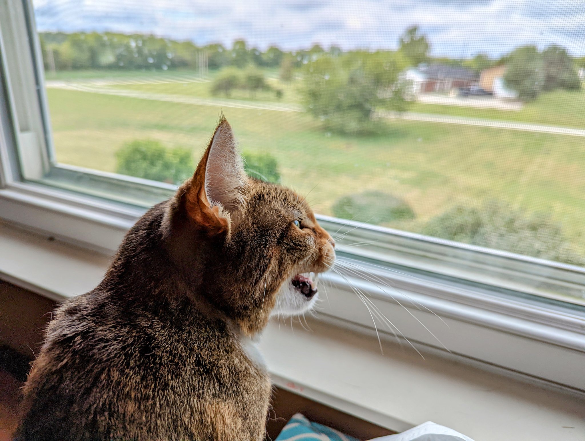 Spice chittering at some birds outside. They are protected by a window.