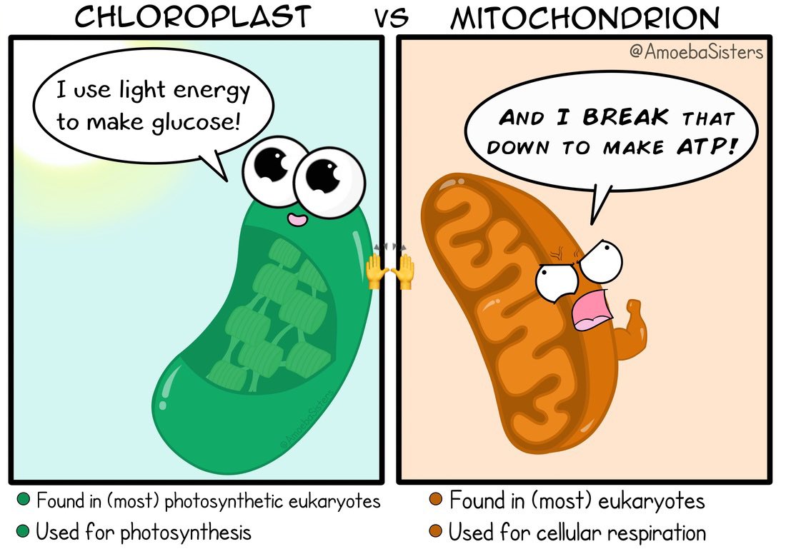 MYchondria23's tweet photo. Shout out to the @c_plast4prez for  bringing up the energy #twinflame #mitochondria23 #MHSOrganelleVote2022 https://t.co/tJ7TnXIcHQ