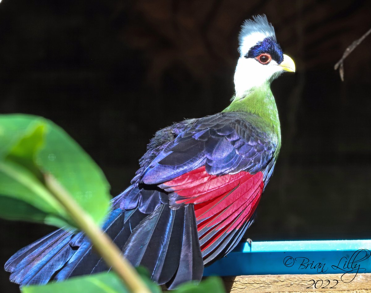 brglilly's tweet image. White-crested turaco, showing a bit of red under wing @exmoorzoo @TuracoSociety  #turaco #birds