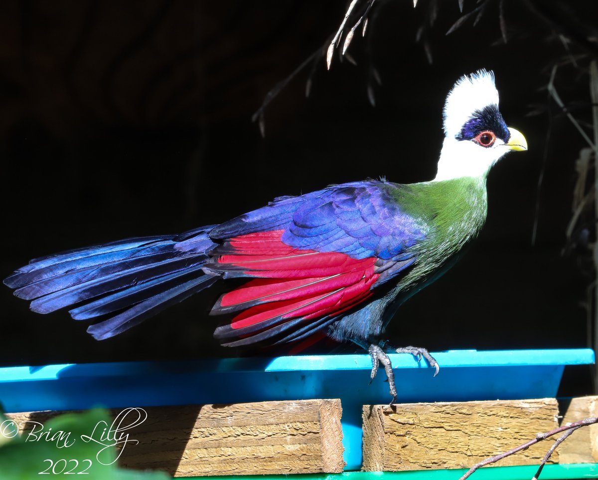 brglilly's tweet image. White-crested turaco, showing a bit of red under wing @exmoorzoo @TuracoSociety  #turaco #birds
