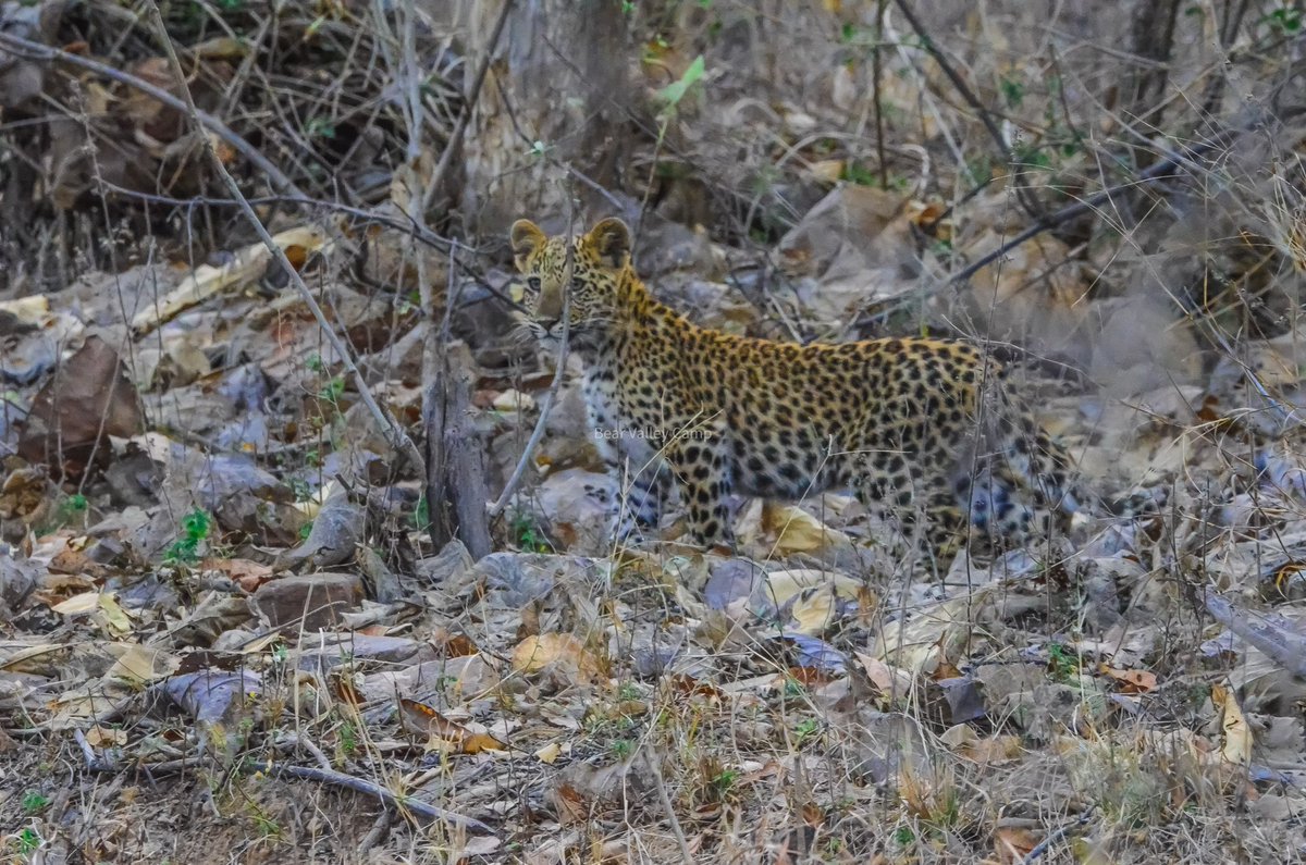 dalvisalil13's tweet photo. A Leopard cub waits …waiting for a signal from its Mother before it crosses the forest road …

The entire incident will forever remain etched in memory, the short grunts from the mother had in its entirety conveyed to the cub exactly what it needed to do and when…
#mptourism https://t.co/aqFWml14OT