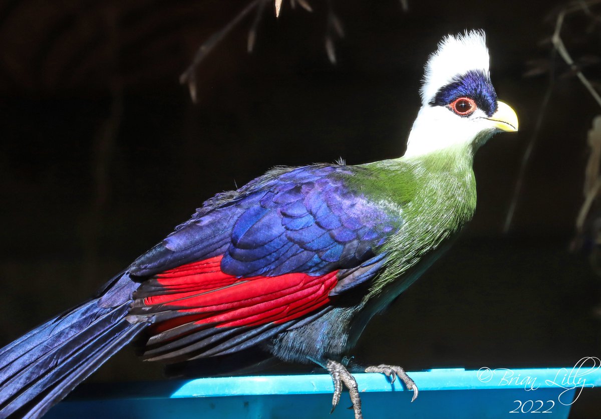 brglilly's tweet image. White-crested turaco, showing a bit of red under wing @exmoorzoo @TuracoSociety  #turaco #birds