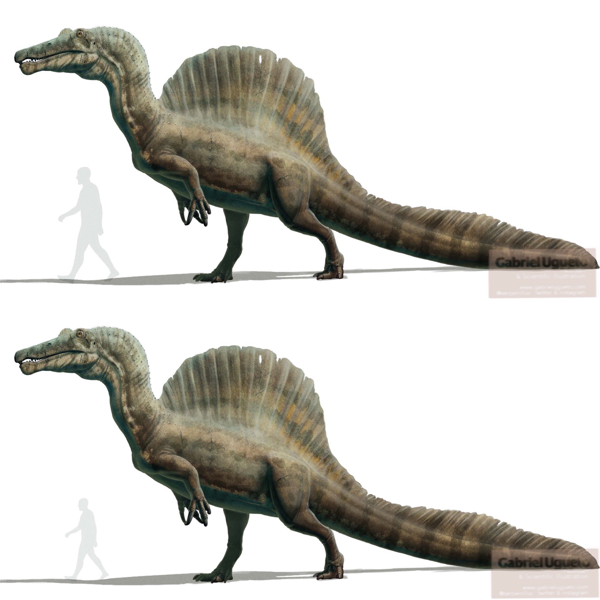 Spinosaurus Size