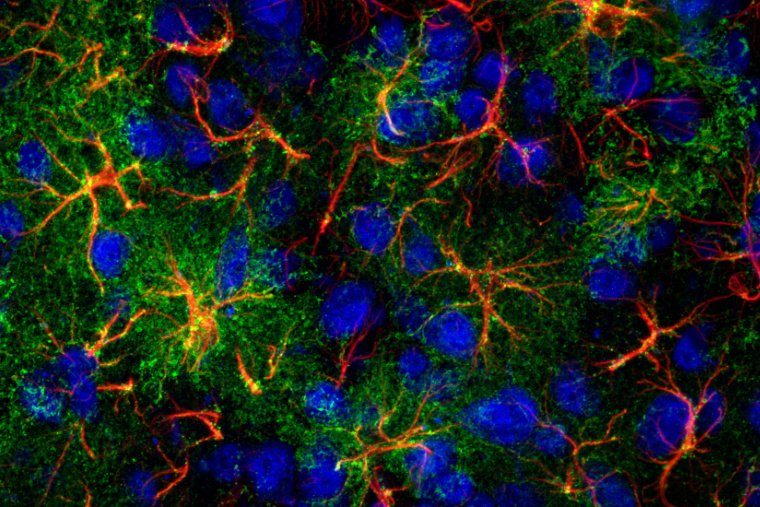 Tenure-track assist. professor positions in Theoretical / Computational Neuroscience open neuroscience.wustl.edu/assistant-prof… Our focus on fundamental neuroscience, outstanding research facilities &amp; collaborative culture provide an exceptional environment to launch your independent research.