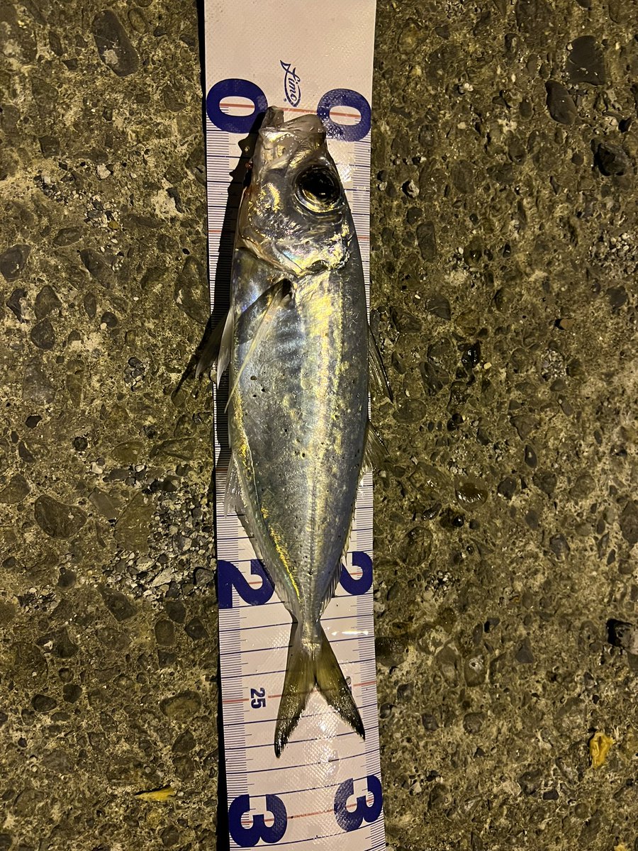 XM1xr's tweet photo. アミコンキャストして着水後すぐにヒット！27cmほどのメアジが釣れました！
＃BlueBlue
#アミコン40s https://t.co/2wovUo2pcb