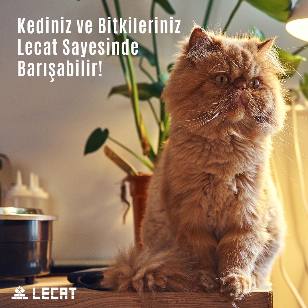Eğer kediniz bitkilerinizi kurcalıyor, topraklarını eşelemekten hoşlanıyorsa bitkilerinizi Lecat’a ekebilirsiniz. Böylece, bitkilerinizin ortamı inorganik bir ortama dönüşecek ve kedinizdeki eşeleme-oynama isteyi azalacak zamanla da yok olacaktır. 
#lecat #leca #lecattarım