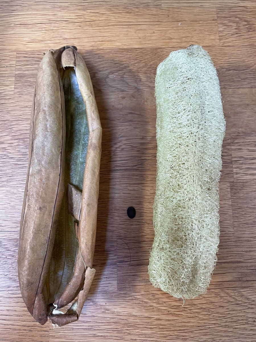 JbmJanet's tweet photo. In follow up to my picture of the loofah early this summer this is the final product, just the one but something I have grown to use myself, very light and feels great to finally have grown one. @TheMontyDon @GWandShows https://t.co/tVAfUOygnQ