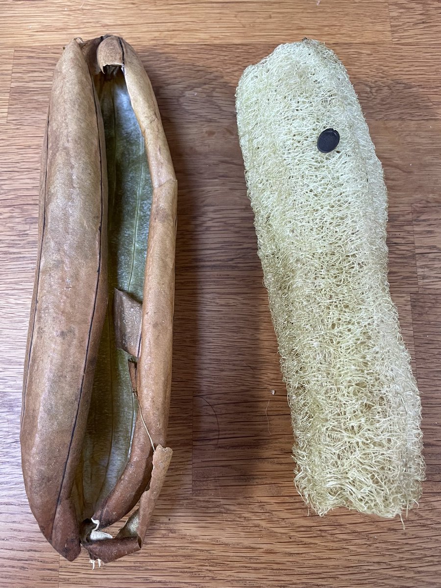 JbmJanet's tweet photo. In follow up to my picture of the loofah early this summer this is the final product, just the one but something I have grown to use myself, very light and feels great to finally have grown one. @TheMontyDon @GWandShows https://t.co/tVAfUOygnQ