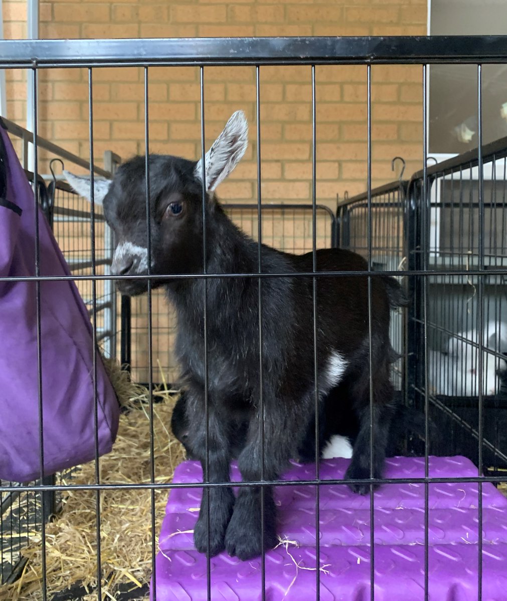 VidaHealthcare1's tweet photo. Today at Vida Court we welcomed The Purple Pig Company and their adorable farm animals. I think it's safe to say our staff members and residents loved it! ππ
#VidaCourt #VidaHealthcare #Farm #Dementia https://t.co/PnZFQidUpb