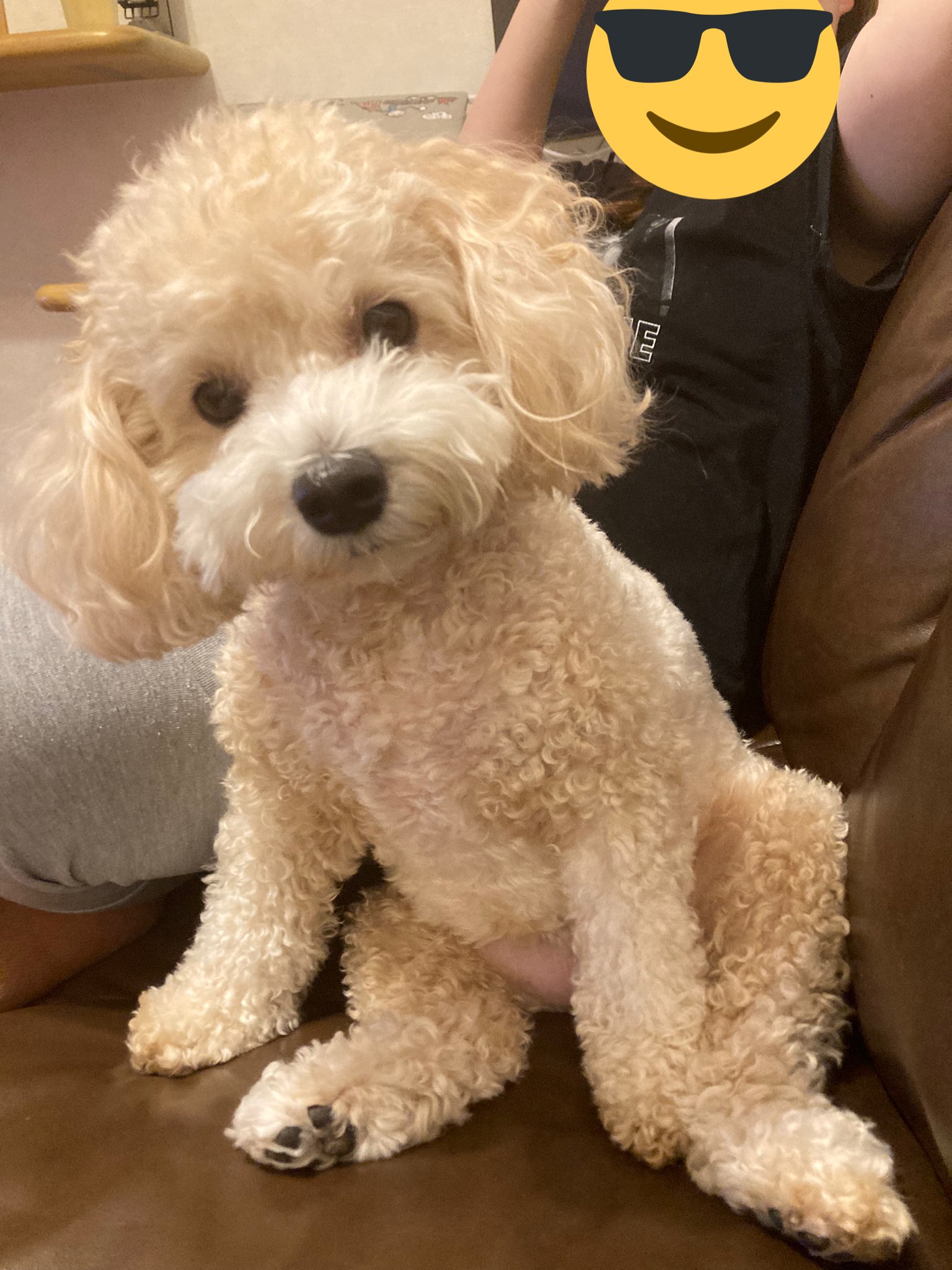 テテの飼い主（テテ主） on Twitter 