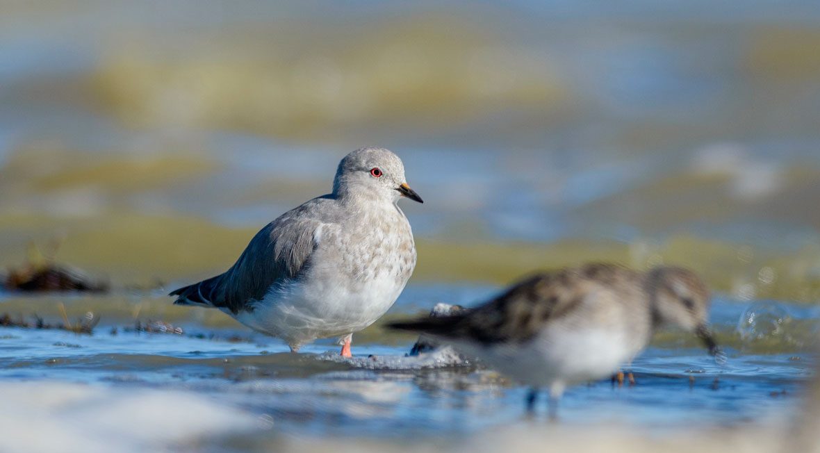 RewildingChile's tweet photo. ¡Hoy es el Día Mundial de las Aves Playeras! Algunas aves playeras emblemáticas que habitan a lo largo de la @RutadelosParques son el pilpilén común, el chorlo de Magallanes, el chorlo nevado y el chorlo de campo | 📷: @ROC_CL https://t.co/mfevnmfN6J