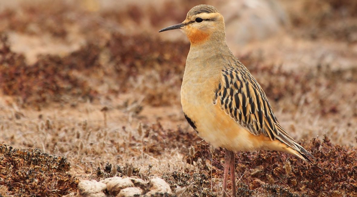 RewildingChile's tweet photo. ¡Hoy es el Día Mundial de las Aves Playeras! Algunas aves playeras emblemáticas que habitan a lo largo de la @RutadelosParques son el pilpilén común, el chorlo de Magallanes, el chorlo nevado y el chorlo de campo | 📷: @ROC_CL https://t.co/mfevnmfN6J