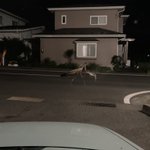 巨大なカマキリが街を歩いているようにしか見えない･･･!ある一枚の写真が話題に!