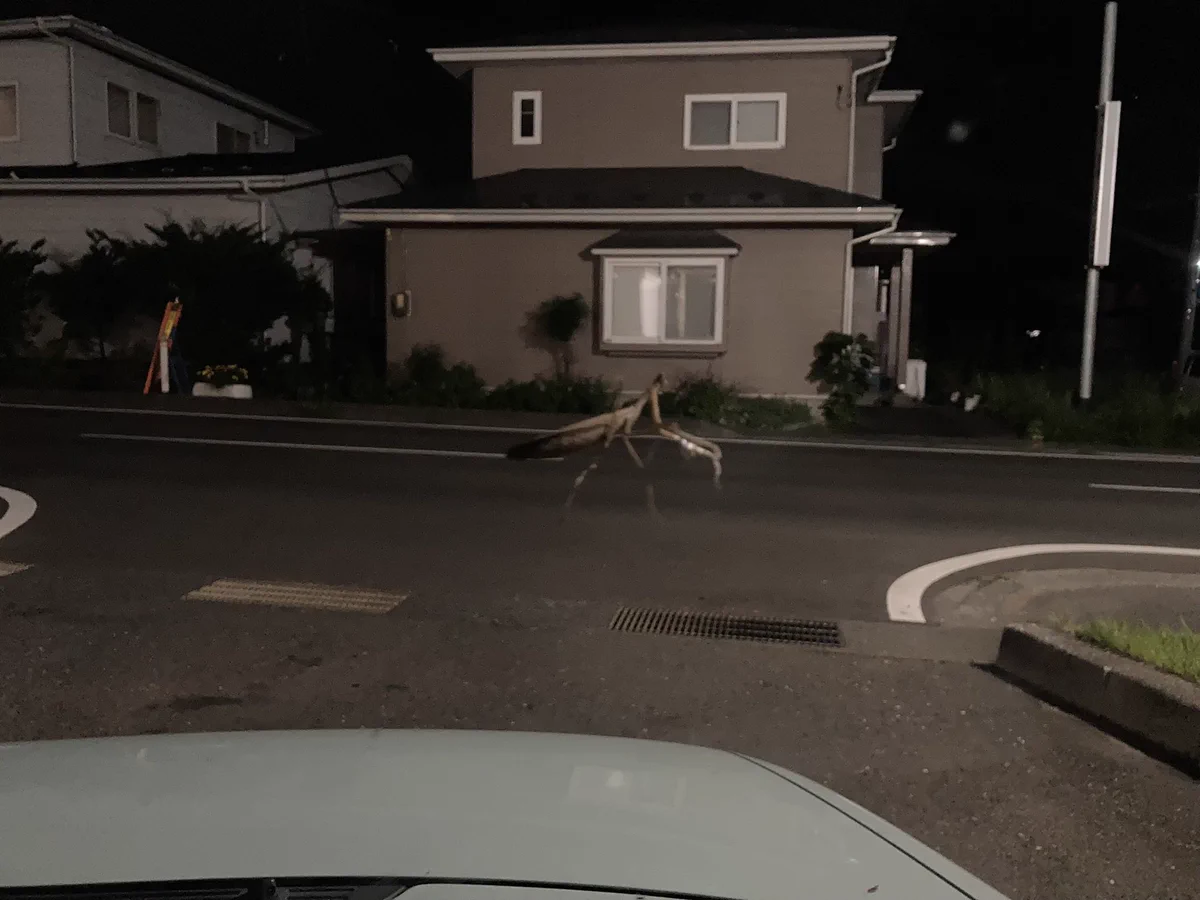 巨大なカマキリが街を歩いているようにしか見えない･･･！ある一枚の写真が話題に！