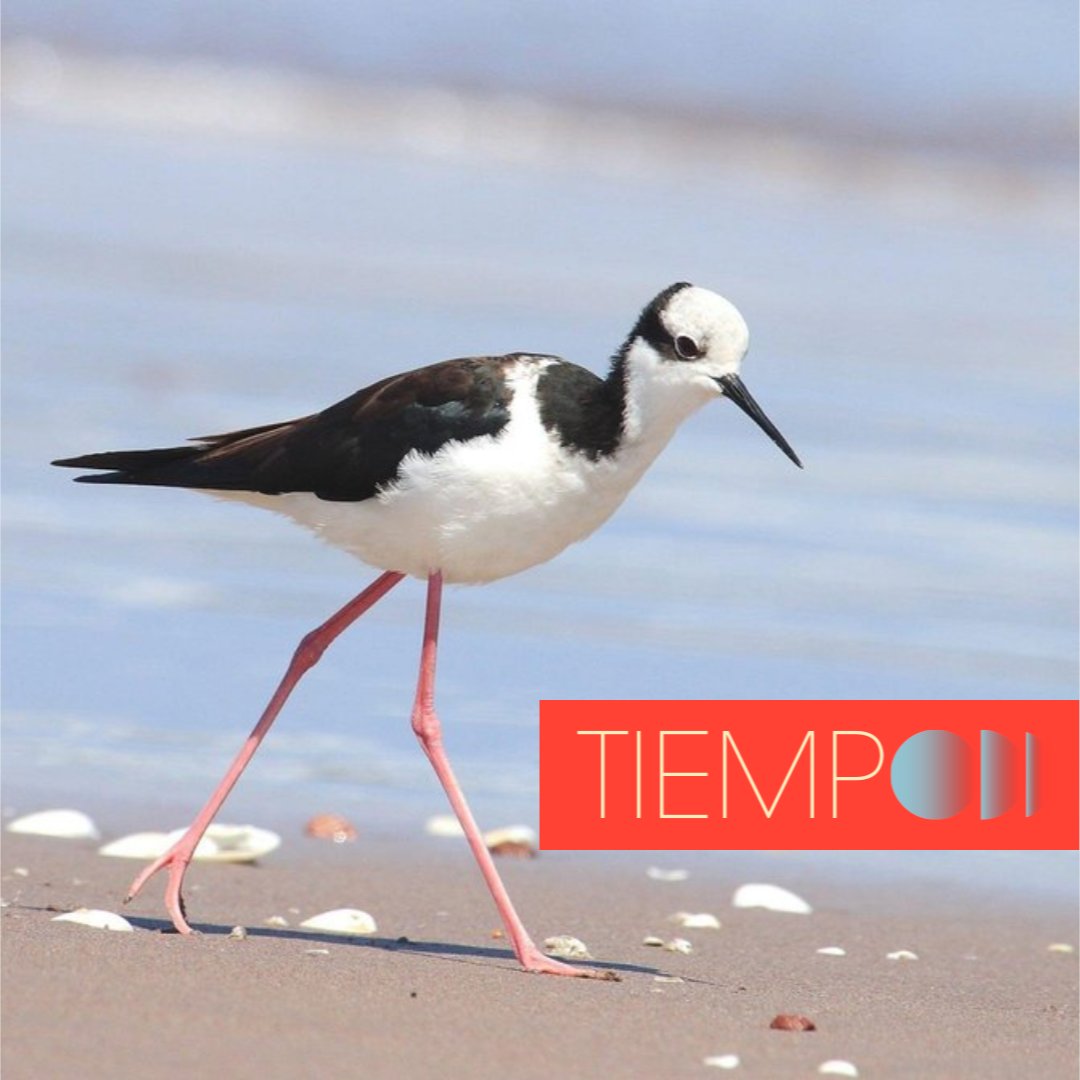 FM_Tiempo's tweet photo. Cada 6 de septiembre se homenajea a una de las especies de aves más peculiares del mundo. Se celebra el Día Mundial de las Aves Playeras.
#atiempojuntos https://t.co/31Ooi1H4f4