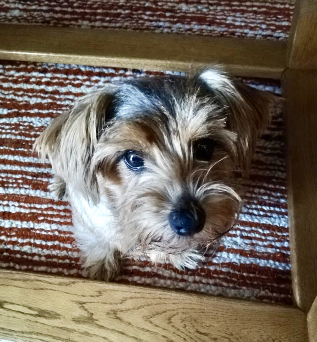 Wann kommt mein Pfrauchen wieder? Für mein Pfrauchen schau ich sogar in die Kamera, obwohl ich sonst pfotoscheu bin! Und obwohl ich von meinen Urlaubseltern sehr pferwöhnt werde: Pfrauchen ist Pfrauchen!