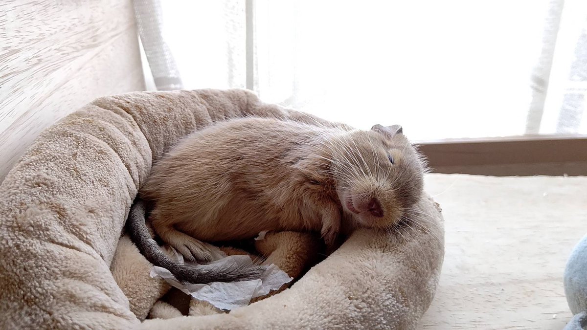デグーをペットとして飼うべきですか?