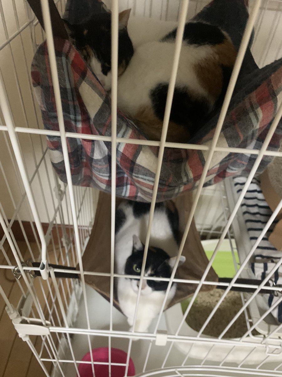 お久しぶりです〜！👋

ゆずかぼも、元気にしてましたよー！😸

ゆずかぼお休みのお時間です💤

明日も頑張っていきましょう！💪