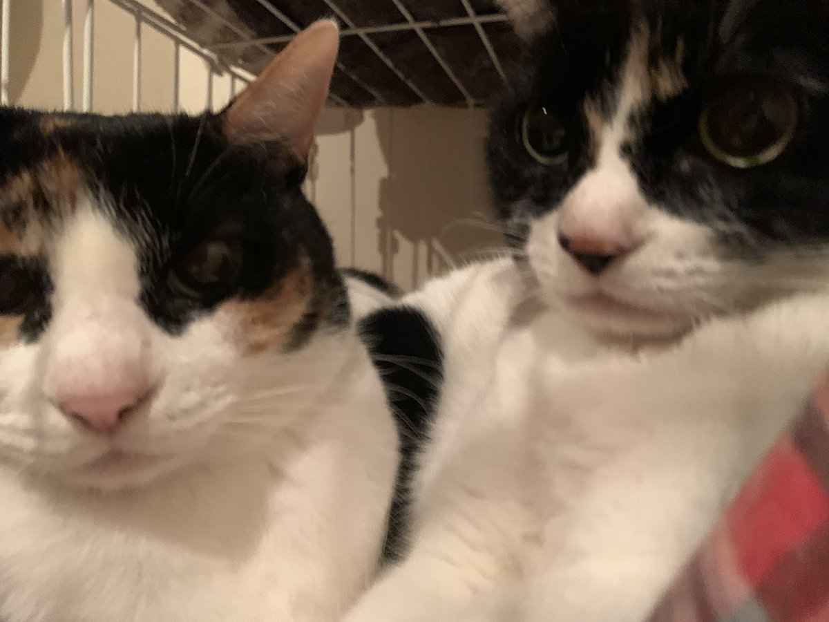 #猫好きさんと繋がりたい  #猫
  #猫のいるくらし  #猫の居る暮らし  #猫がいる暮らし