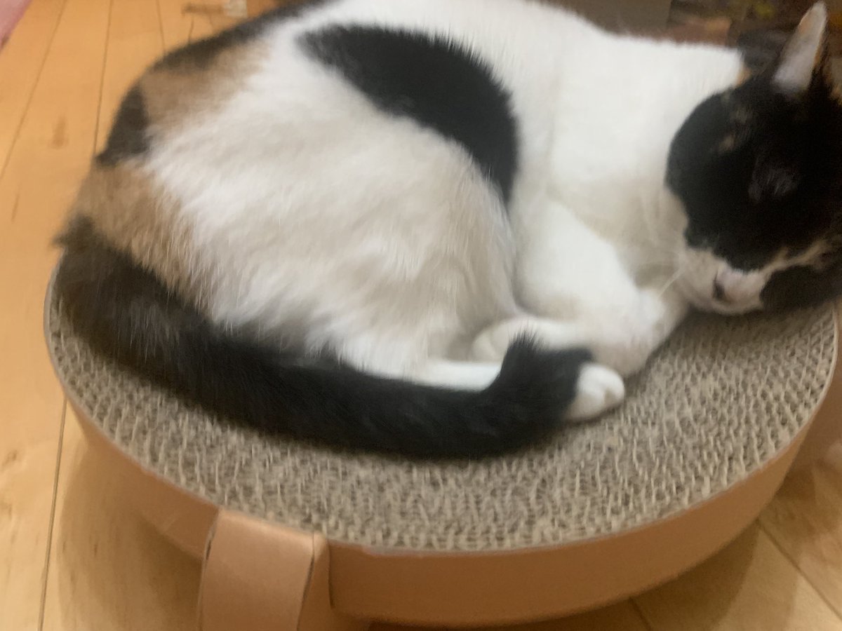 #猫好きさんと繋がりたい  #猫のいる暮らし  #猫写真  #猫のいるくらし  #猫がいる生活 
爪とぎの上でリラックス中のかぼちゃん🎶😽💕