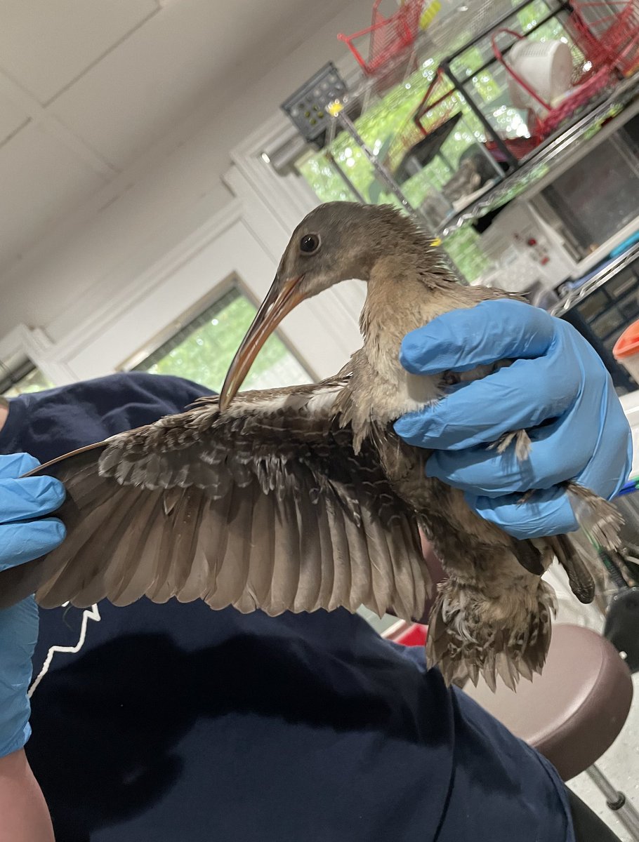 SWVAWildlife's tweet photo. ANOTHER cool #bird: juvenile #ClapperRail, a secretive coastal marsh species! Found in #patrickcountyva this patient cannot stand and was likely injured in a collision during #migration. Clapper #rails have eggs that can still hatch after being submerged underwater for 18 hours! https://t.co/gjywMyWAzm