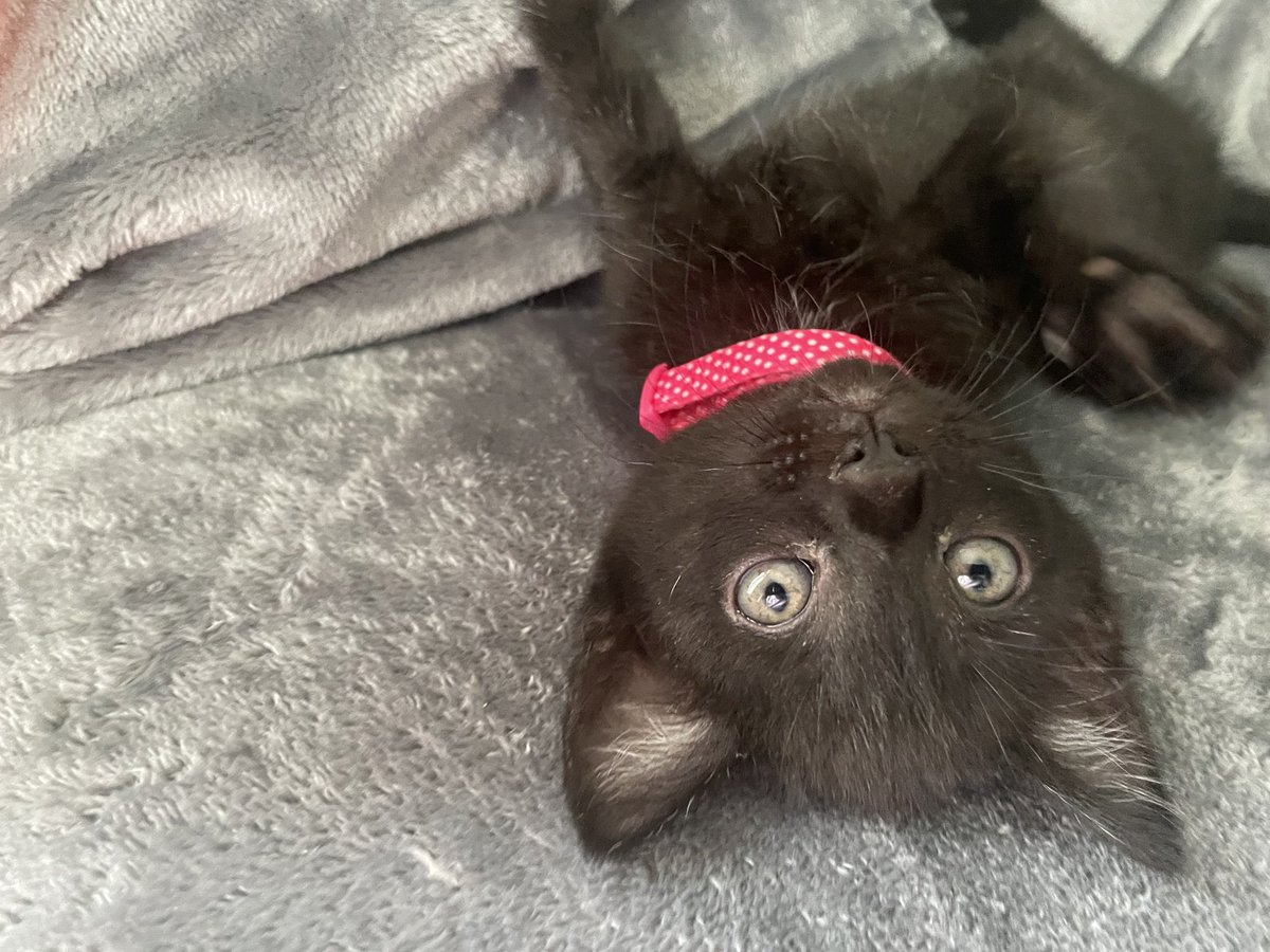aims22xx's tweet photo. Welcome to the family my Nelly💗💗🐱 https://t.co/NI4atG9gWr