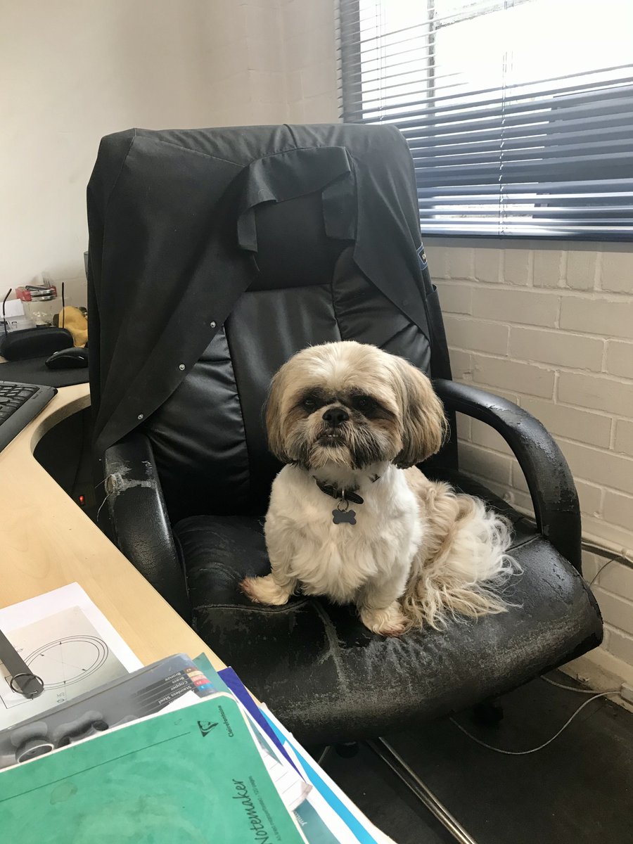 We have a visitor in the office today...meet Marley our assistant MD for the day 🐶