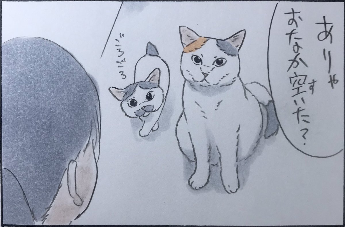 『ねこ優先』 