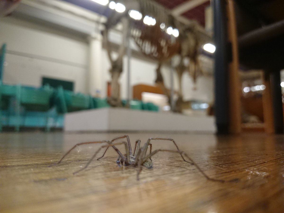 Sweeping under the cases in the @hunterian Zoology Museum and this little guy came out to have a look around. Maybe a new species of #housespider, Tegenaria museumica rather than domestica? 😉