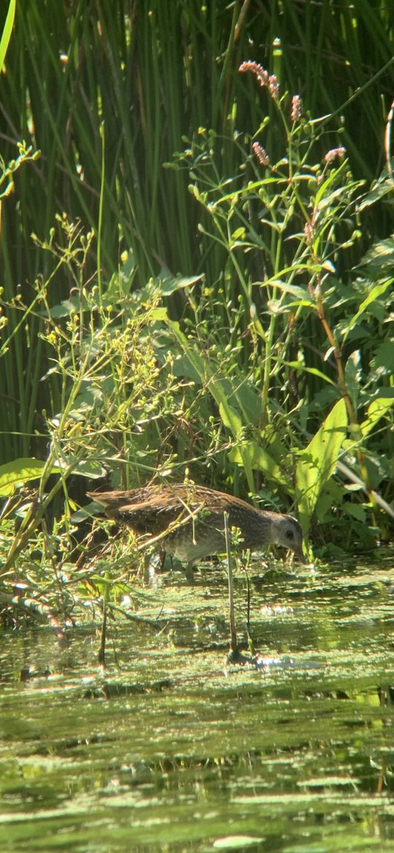 WIEZERIK's tweet photo. Spotted crake at Vlassenbroek (Dendermonde) #birdwatching  #belgianbirds https://t.co/sndCHvptlp