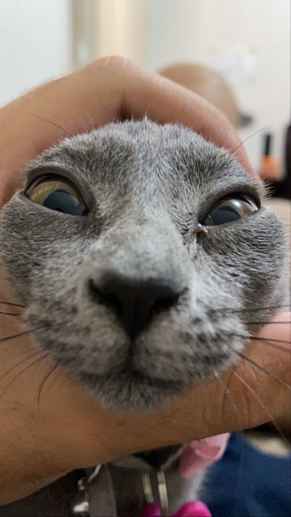 CatsHeld's tweet photo. https://t.co/XTaffj9v07