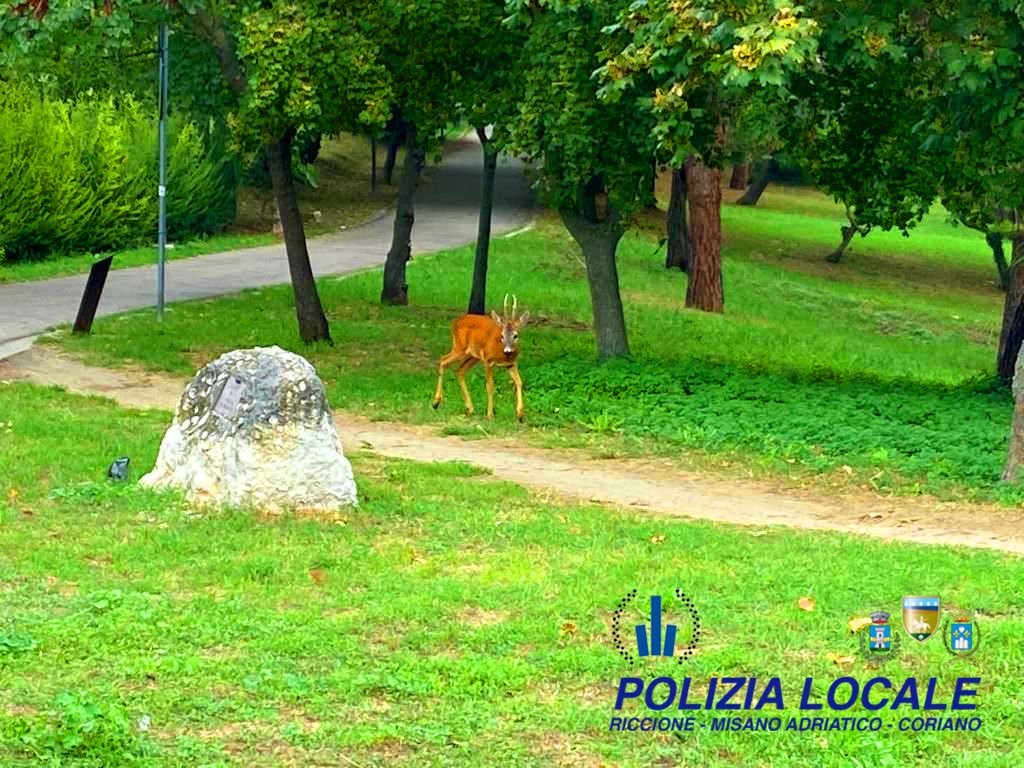 Polizia Locale di Riccione, Misano e Coriano tweet media
