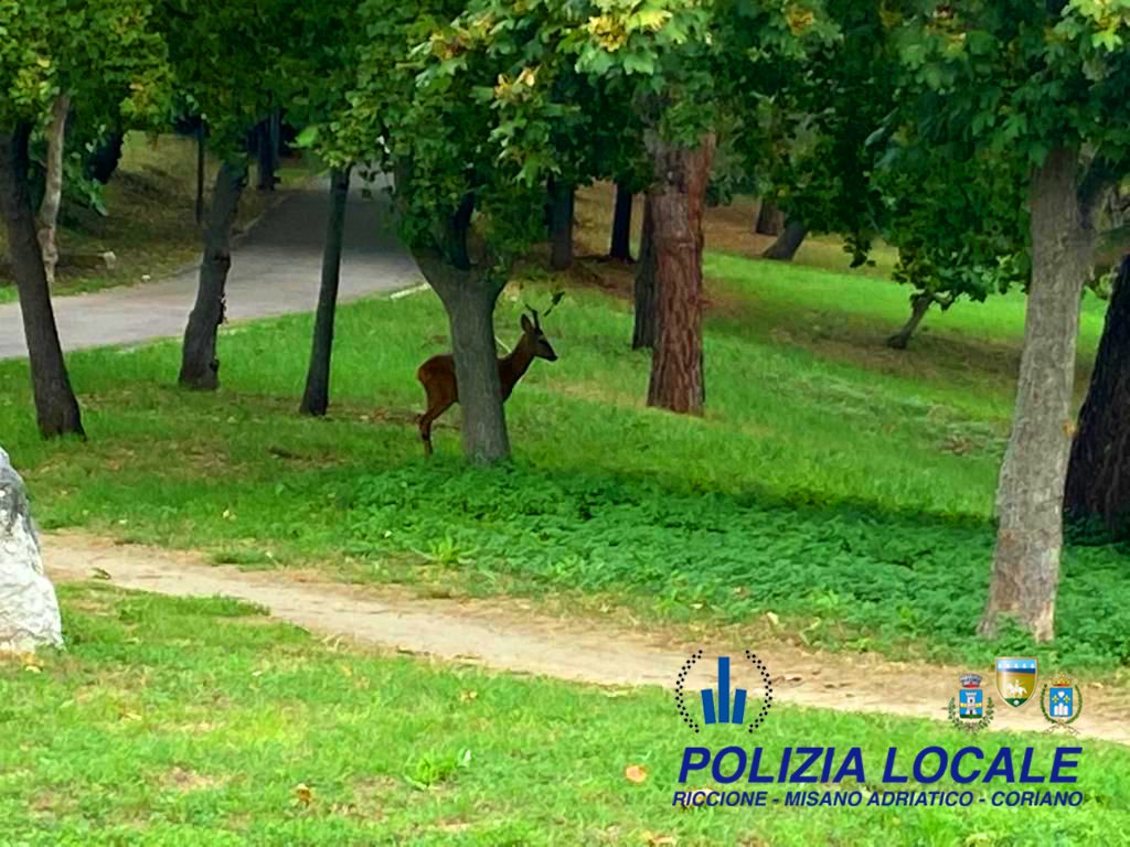 Polizia Locale di Riccione, Misano e Coriano tweet media
