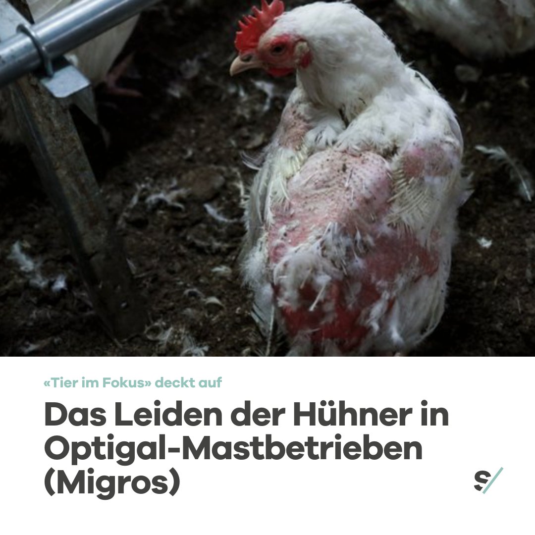 sentience_ch's tweet photo. #Massentierhaltung beeinträchtigt systematisch das Wohlbefinden nicht-menschlicher Tiere. 🐓🚫 Dieser Skandal zeigt einmal mehr, dass wir unseren Umgang mit Tieren neu definieren müssen. Unterzeichnen jetzt die Petition von @tierimfokus 👉 https://t.co/pHr7bTFDy9
#optiqual https://t.co/gKHQFZwXAs