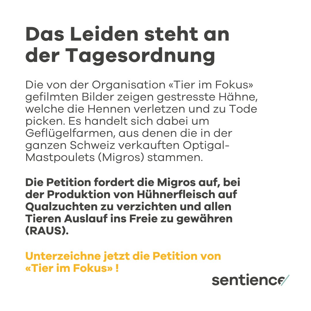 sentience_ch's tweet photo. #Massentierhaltung beeinträchtigt systematisch das Wohlbefinden nicht-menschlicher Tiere. 🐓🚫 Dieser Skandal zeigt einmal mehr, dass wir unseren Umgang mit Tieren neu definieren müssen. Unterzeichnen jetzt die Petition von @tierimfokus 👉 https://t.co/pHr7bTFDy9
#optiqual https://t.co/gKHQFZwXAs