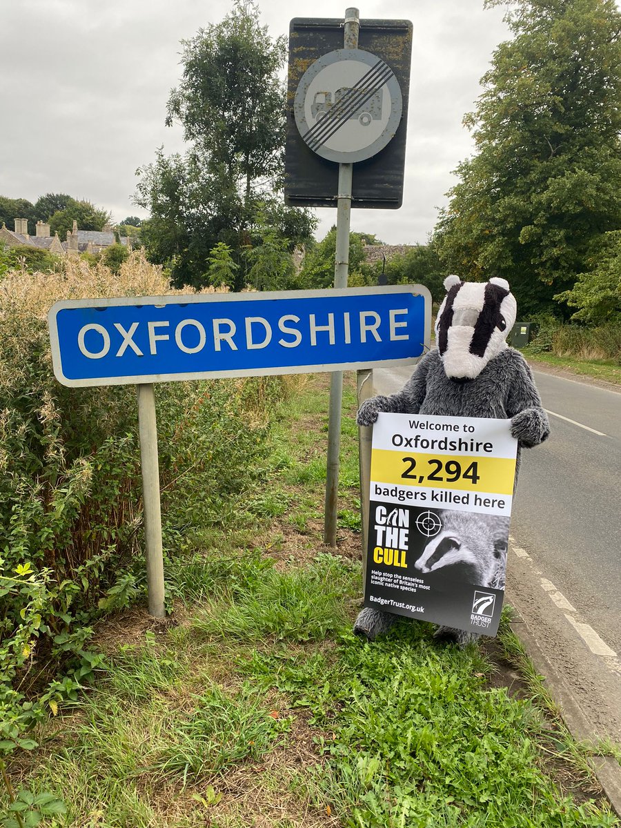 2,294 #badgers killed in the #badgercull so far.

Heartbreaking that the cull has restarted here in #Oxfordshire.

We will continue to offer landowners an alternative to killing which is vaccination. Currently free too. 

Support us 👇 gofund.me/759fb480