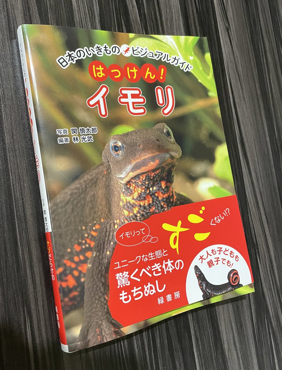 アカハライモリのいも子ちゃん Imococoo Twitter