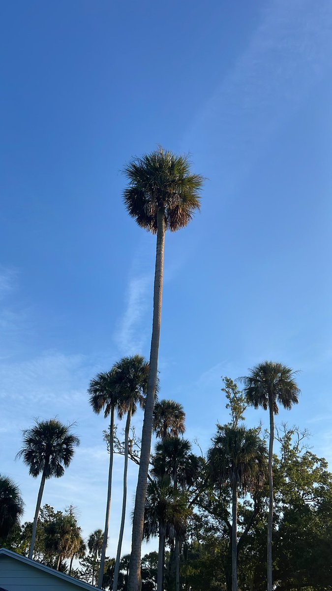 ubiz_media's tweet photo. Good morning from the Sunshine State https://t.co/Z2DlHz6BRT