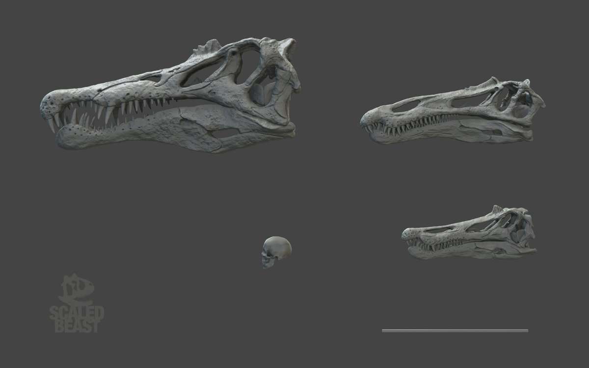 ruadhribrennan's tweet image. #Spinosaurus #Suchomimus #Baryonyx