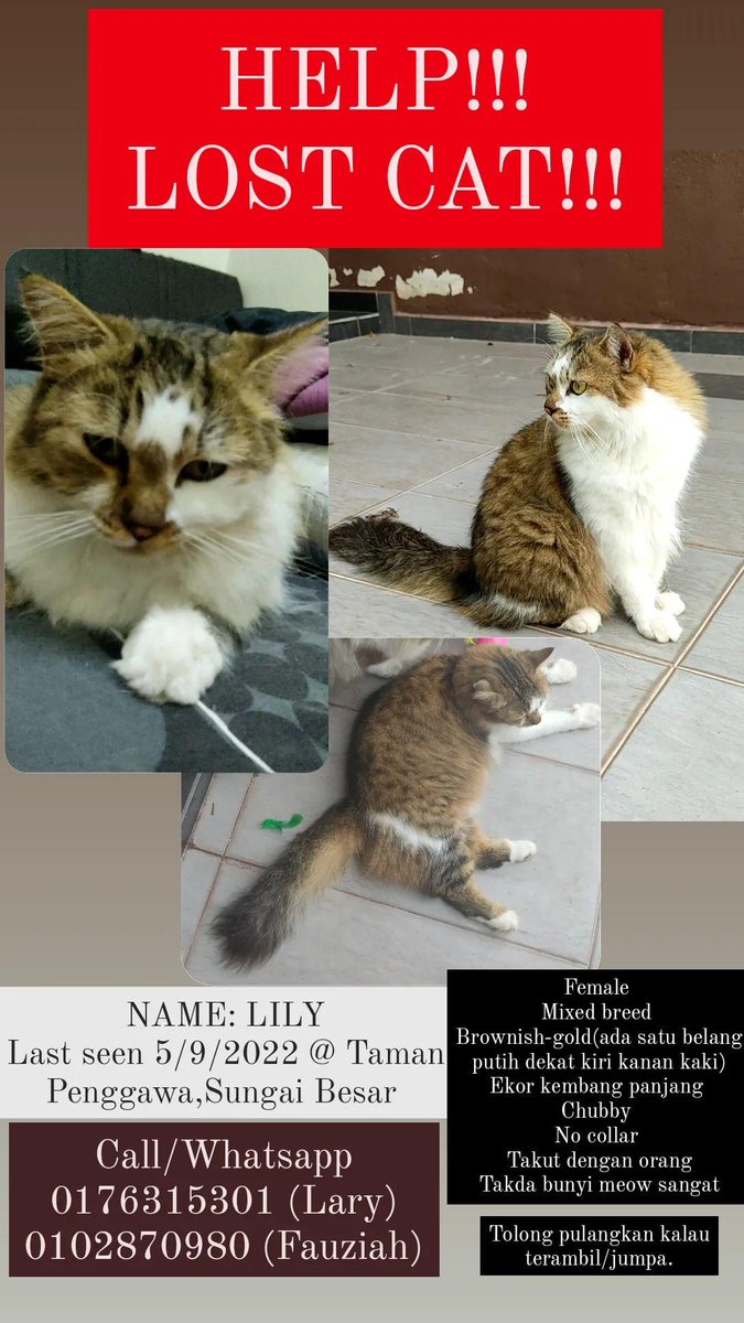 hillaryamin's tweet photo. TOLONG KUCING SAYA HILANG!!! https://t.co/jqvw4dqH5E