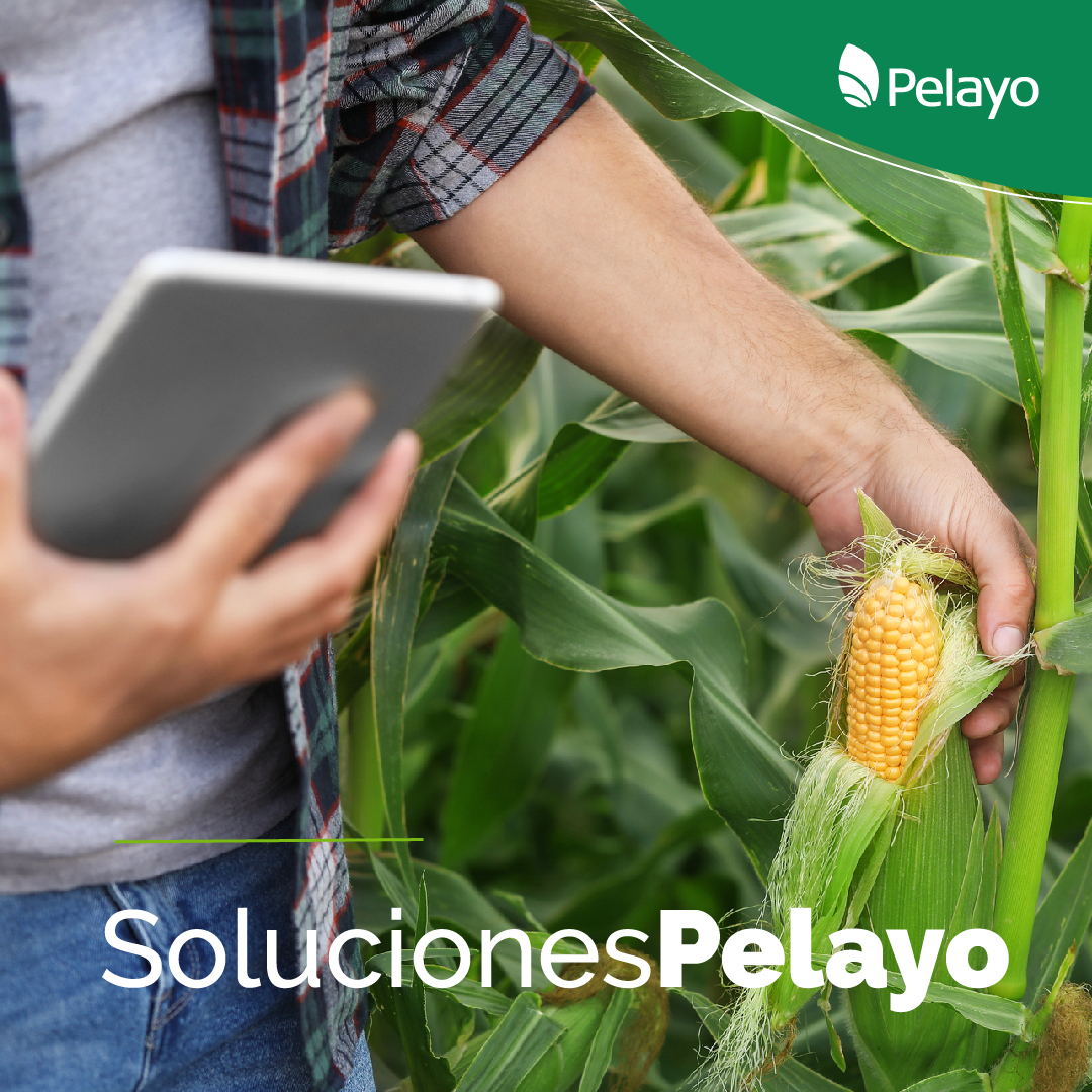 pelayoagronomia's tweet photo. ¿Sabías que contamos con un #EquipoProfesional de #IngenierosAgrónomos que #Planifican #Desarrollan y #Monitorean todos los procesos que llevan a la concreción de los #ObjetivosTrazados?
🧔👨‍🦰💪
¡Contactanos! #SolucionesPelayo #ElCampoPrimero 💻🌐https://t.co/WdDJihxnKi https://t.co/mZ4iZBcsnq